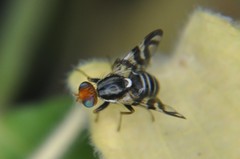 Rhagoletis striatella