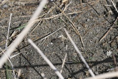 Cicindela oregona oregona