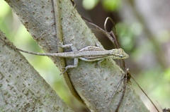 Anolis litoralis