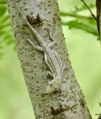 Anolis litoralis