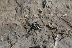 Cicindela willistoni echo