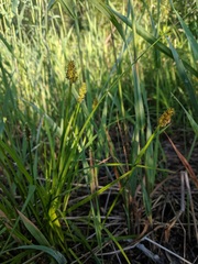 Carex cephaloidea