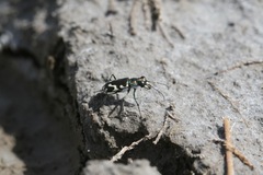 Cicindela willistoni echo