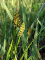 Carex cephaloidea