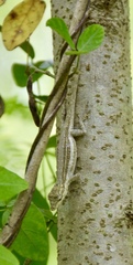 Anolis litoralis