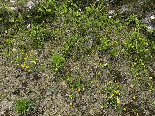Image of Tauschia stricklandii by no rights reserved