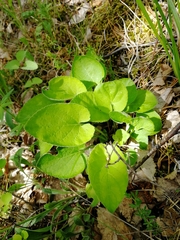 Viola hirta