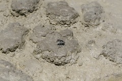 Cicindela willistoni echo