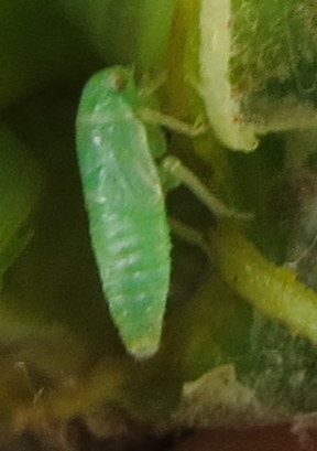 Pediopsoides distinctus