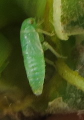 Pediopsoides distinctus