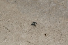 Cicindela willistoni echo