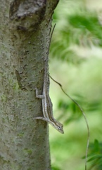 Anolis litoralis