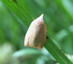 Coelostathma discopunctana