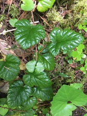 Rubus nivalis
