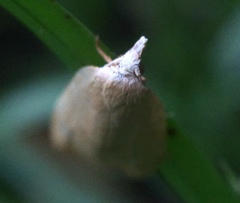 Coelostathma discopunctana