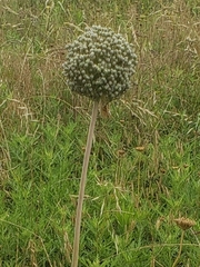 Allium ampeloprasum