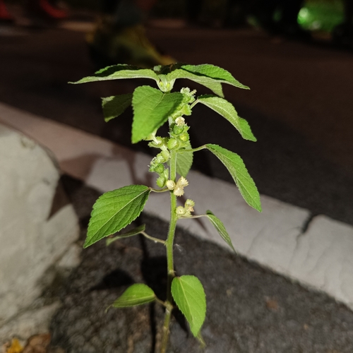 Acalypha lanceolata