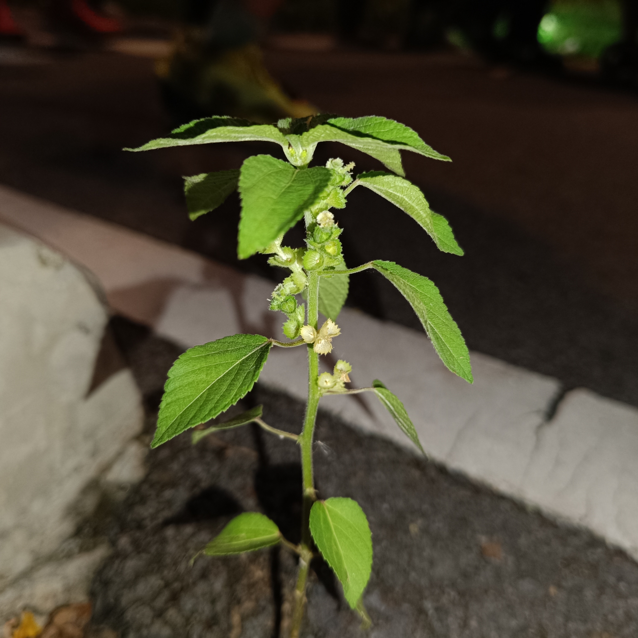 Acalypha lanceolata
