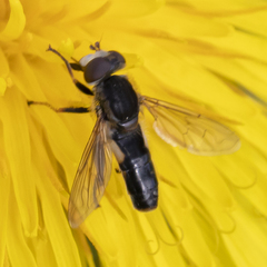 Anasimyia bilinearis