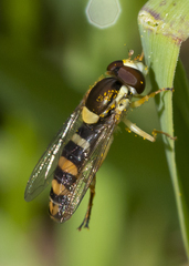 Sphaerophoria philanthus