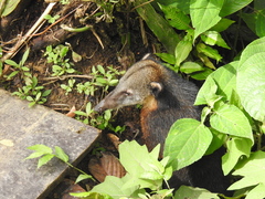 Nasua olivacea