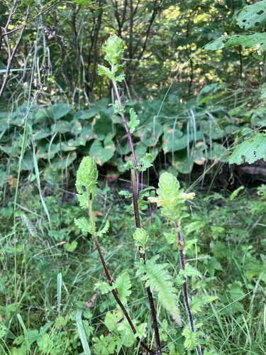 Image of Furbish lousewort by no rights reserved