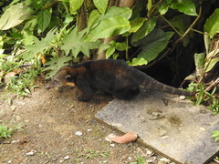 Nasua olivacea