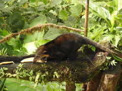 Nasua olivacea