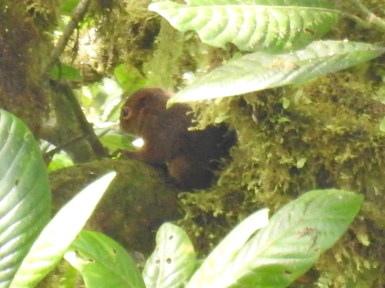 Microsciurus mimulus (Thomas, 1898)