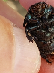 Geotrupes splendidus