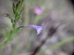 Hedeoma reverchonii