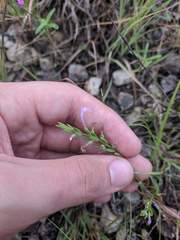 Hedeoma reverchonii