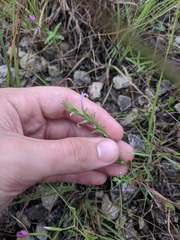 Hedeoma reverchonii