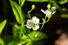 Moehringia lateriflora