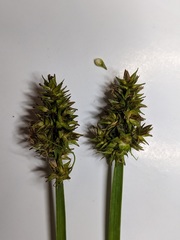 Carex cephaloidea