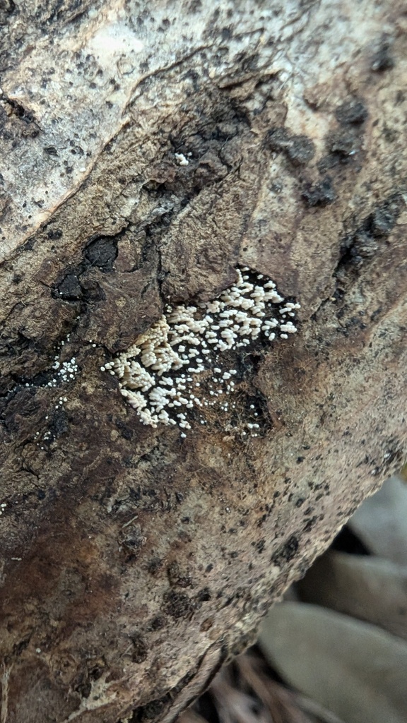 Henningsomyces candidus