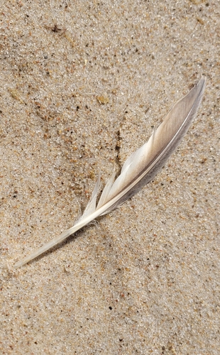 Plume de Guillemot de Troïl