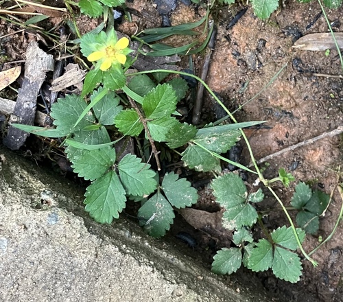 Yellow-flowered strawberry (Potentilla indica)