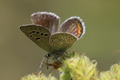 Icaricia icarioides lycea