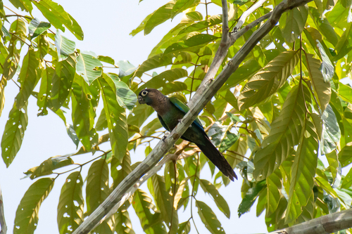 Pearly Parakeet (anerythra)