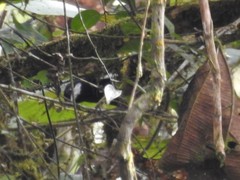 Entomodestes coracinus