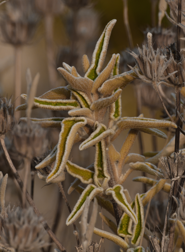 Phlomis leucophracta, photograph 2