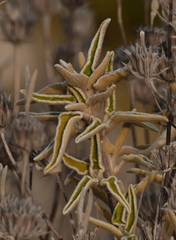 (c) smeckert, some rights reserved (CC BY) Phlomis leucophracta, photograph (c) smeckert, some rights reserved (CC BY)