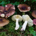 Russula serissima - Photo (c) Marco Floriani, some rights reserved (CC BY-NC), uploaded by Marco Floriani