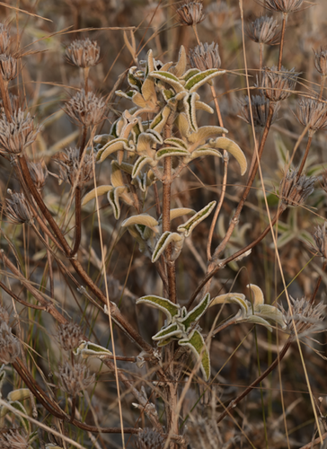 Phlomis leucophracta, photograph 3