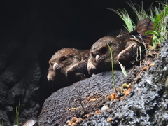 Steatornis caripensis