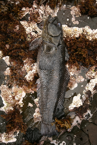 Maori chief (Notothenia angustata) — Nototheniidae — 2
