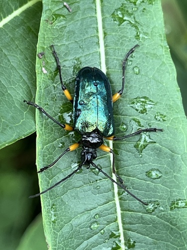 Metallic Fir Borer photo 3