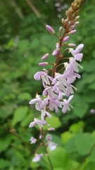 Hylodesmum