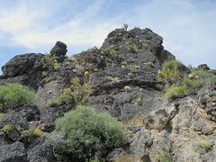 Penstemon petiolatus